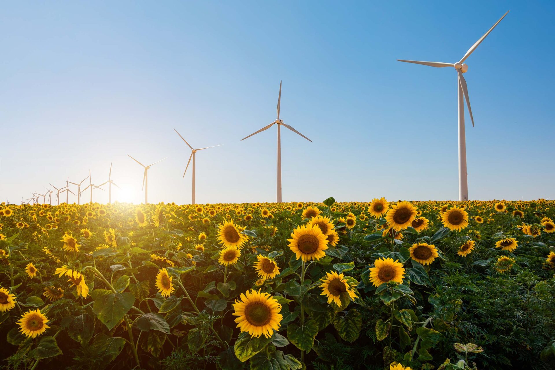 image for sustainable corporate responsibilty devoteam page with field of sunflowers and wind turbines